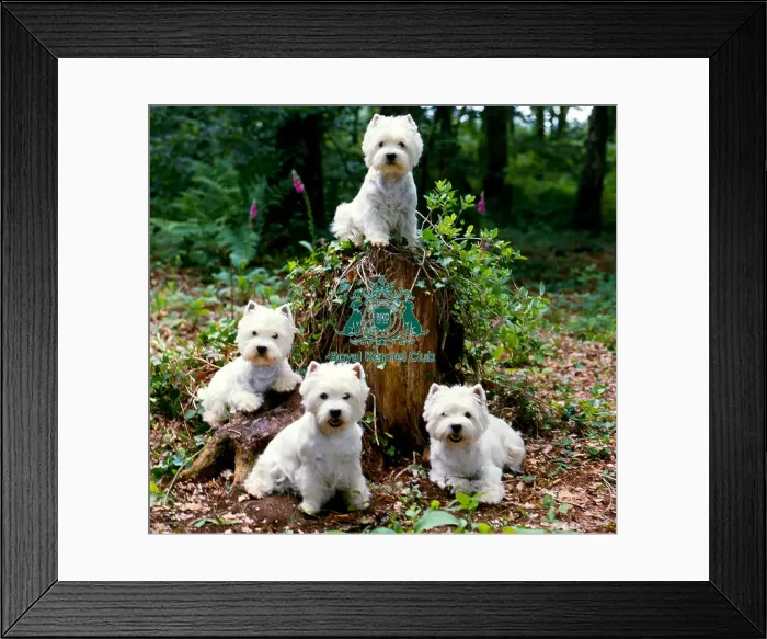 Framed Print : West Highland Terriers Framed Print : West Highland Terriers