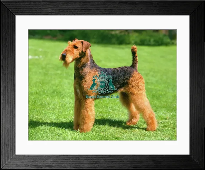 Framed Print : Airedale Terrier