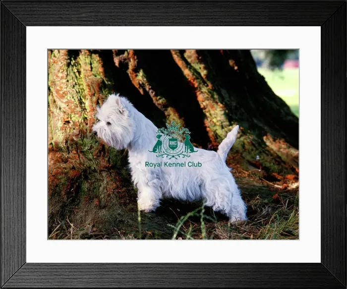 Framed Print : West Highland White Terrier Framed Print : West Highland White Terrier