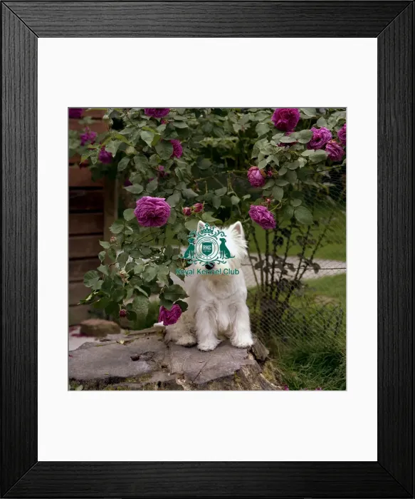 Framed Print : West Highland White Terrier Framed Print : West Highland White Terrier