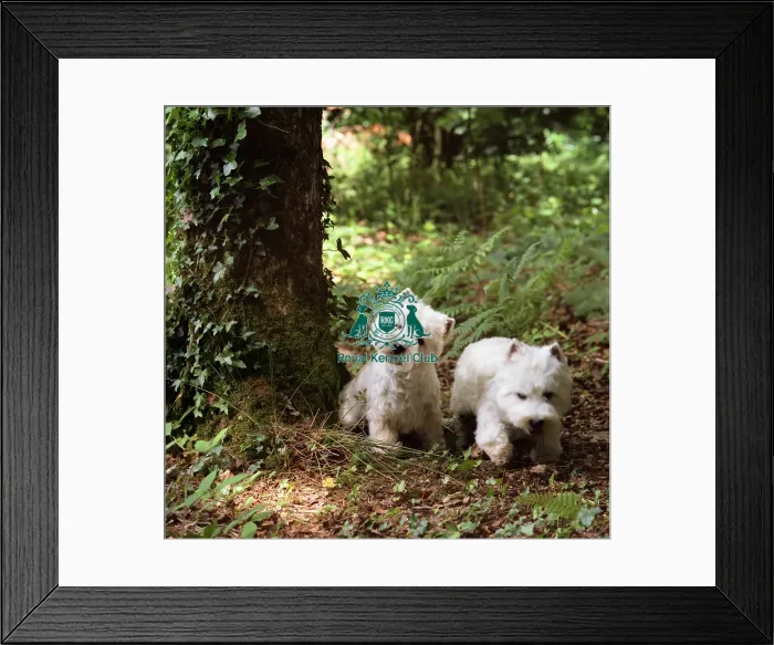 Framed Print : West Highland White Terriers Framed Print : West Highland White Terriers