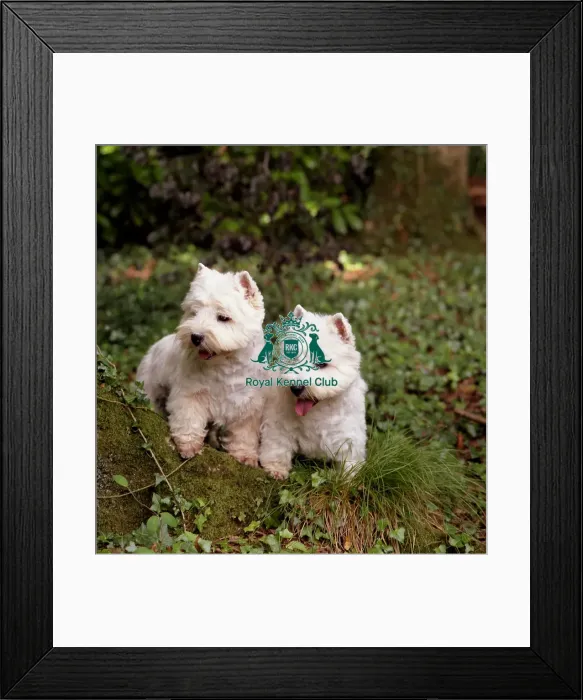 Framed Print : West Highland White Terriers Framed Print : West Highland White Terriers