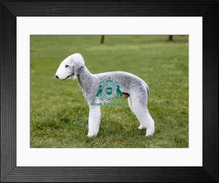 Framed Print : Bedlington Terrier Framed Print : Bedlington Terrier