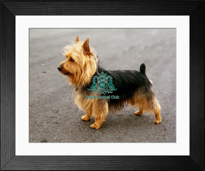Framed Print : Australian Terrier Framed Print : Australian Terrier