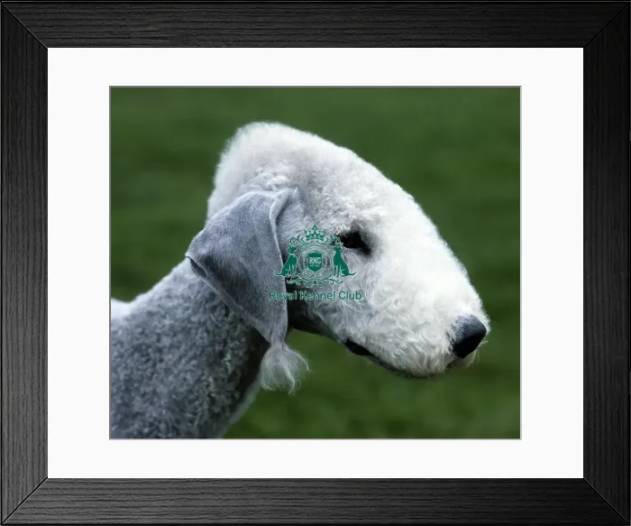 Framed Print : Bedlington Terrier