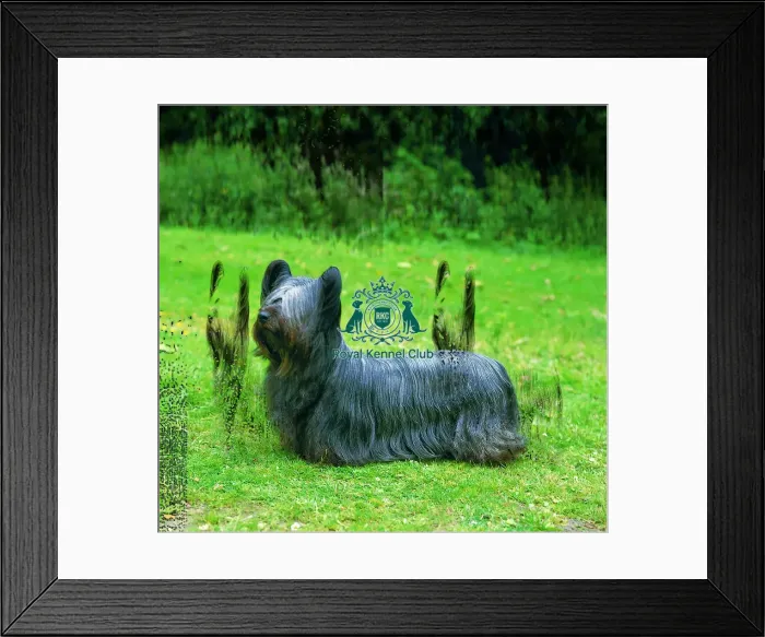 Framed Print : Skye Terrier Framed Print : Skye Terrier