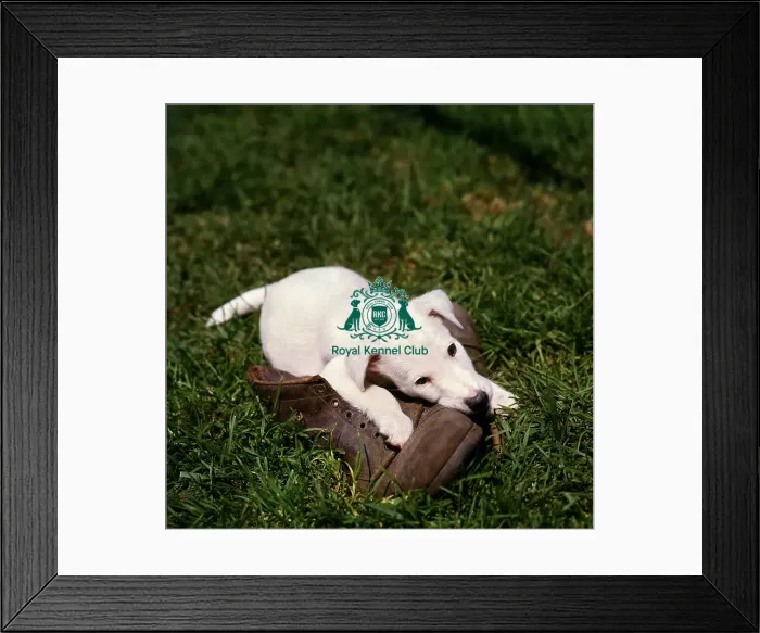 Framed Print : Fox Terrier Puppy Framed Print : Fox Terrier Puppy