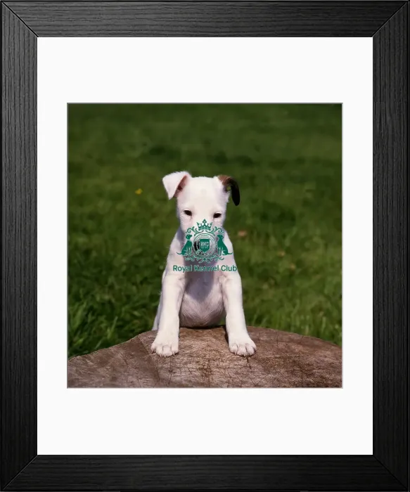 Framed Print : Fox Terrier Puppy