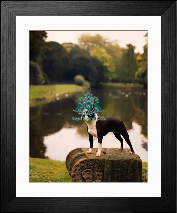Framed Print : Boston terrier Framed Print : Boston terrier