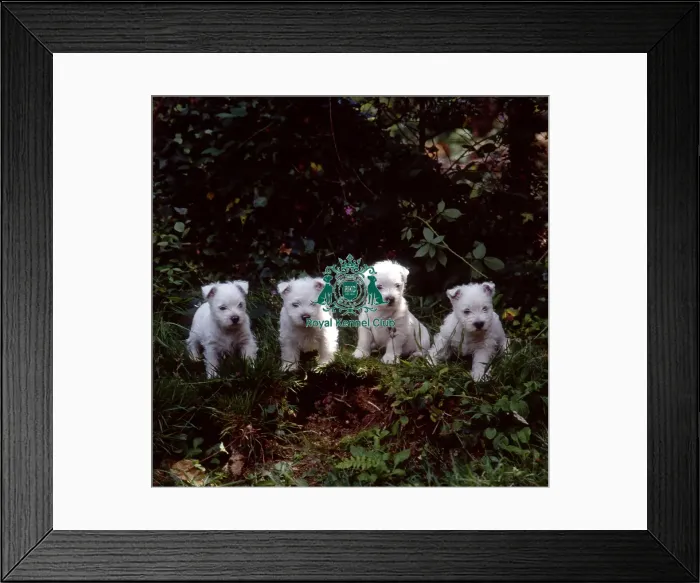 Framed Print : west highland white terrier puppies Framed Print : west highland white terrier puppies