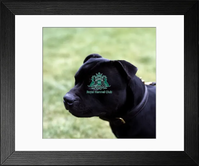 Framed Print : Staffordshire Bull Terrier Framed Print : Staffordshire Bull Terrier