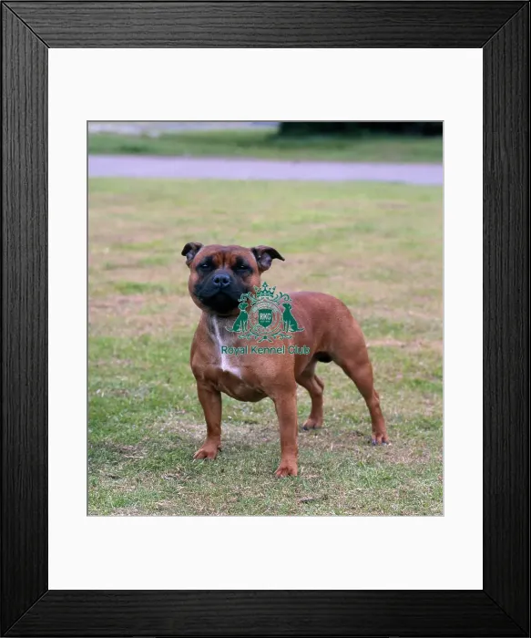 Framed Print : Staffordshire Bull Terrier