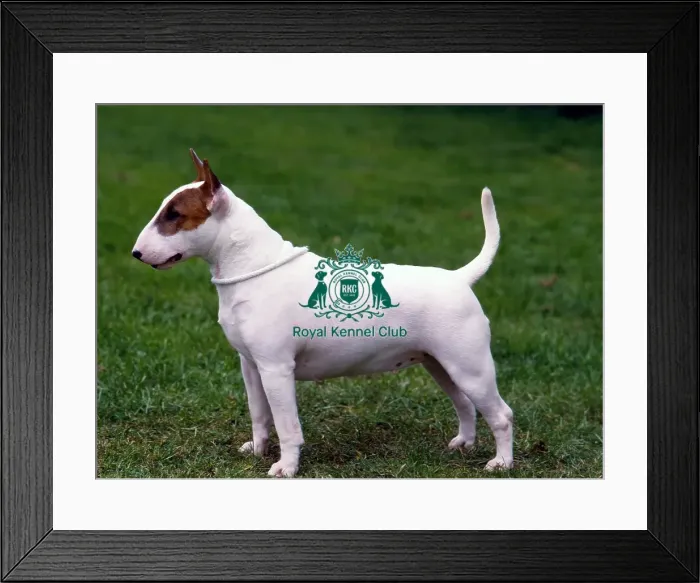 Framed Print : Bull Terrier- Miniature Framed Print : Bull Terrier- Miniature