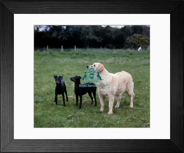 Framed Print : RETRIEVER (GOLDEN) and Manchester Terriers Framed Print : RETRIEVER (GOLDEN) and Manchester Terriers