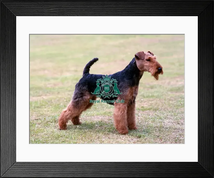 Framed Print : Welsh Terrier Framed Print : Welsh Terrier