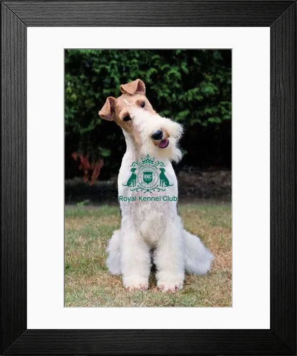 Framed Print : Fox Terrier-Wire Framed Print : Fox Terrier-Wire