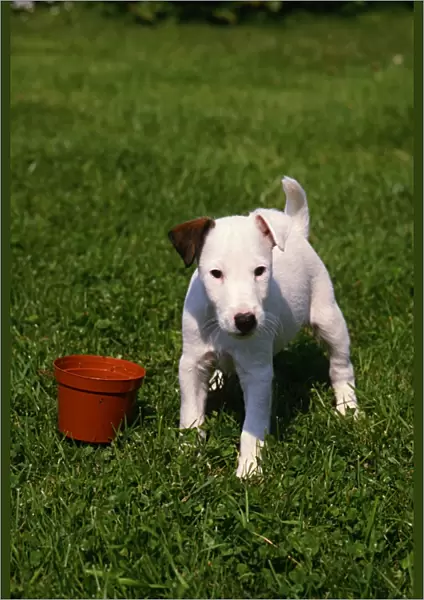 Fox Terrier-Smooth puppy