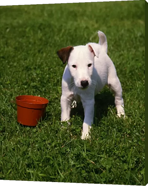 Fox Terrier-Smooth puppy