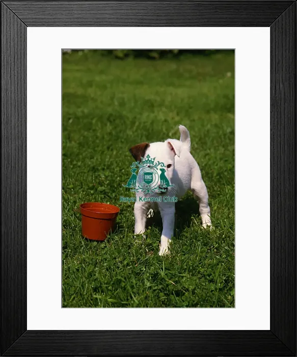 Framed Print : Fox Terrier-Smooth puppy Framed Print : Fox Terrier-Smooth puppy