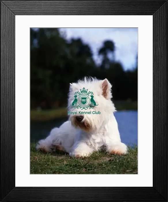 Framed Print : West Highland White Terrier