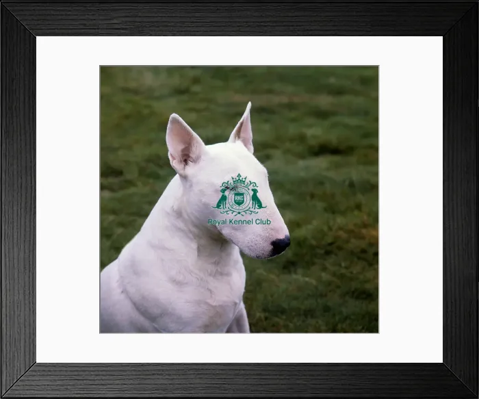 Framed Print : Bull Terrier