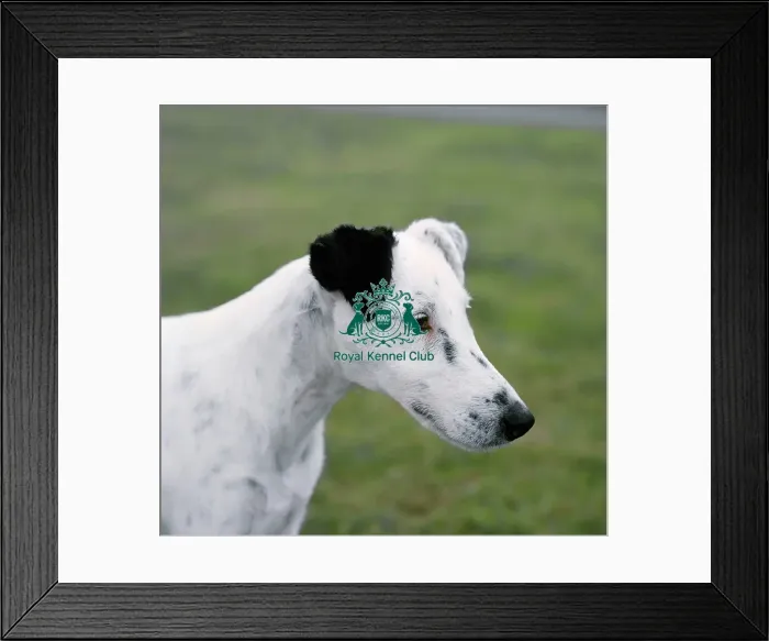 Framed Print : Fox Terrier-Smooth Framed Print : Fox Terrier-Smooth