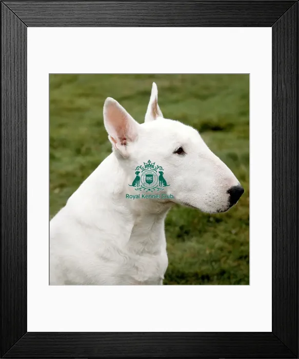 Framed Print : Bull Terrier Framed Print : Bull Terrier