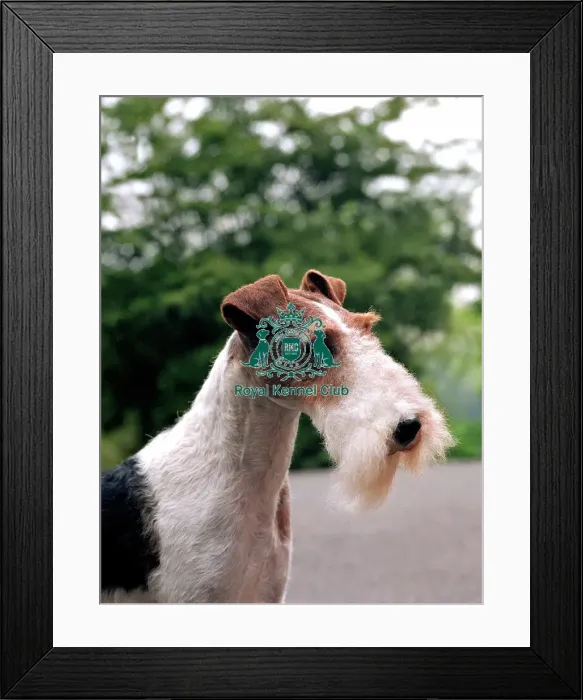 Framed Print : Fox Terrier-Wire Framed Print : Fox Terrier-Wire
