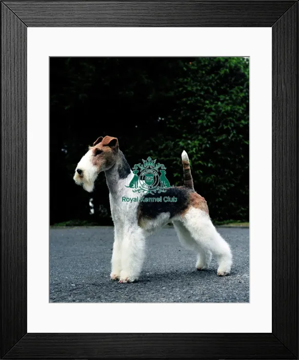 Framed Print : Fox Terrier-Wire Framed Print : Fox Terrier-Wire