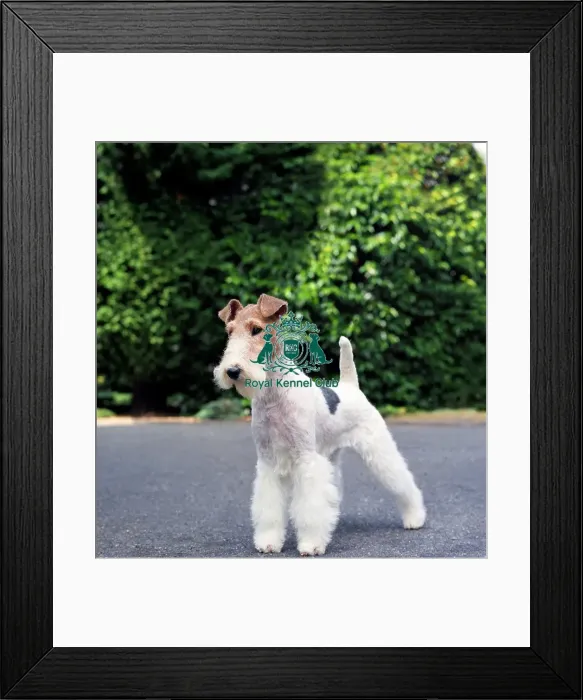 Framed Print : Fox Terrier-Wire Framed Print : Fox Terrier-Wire