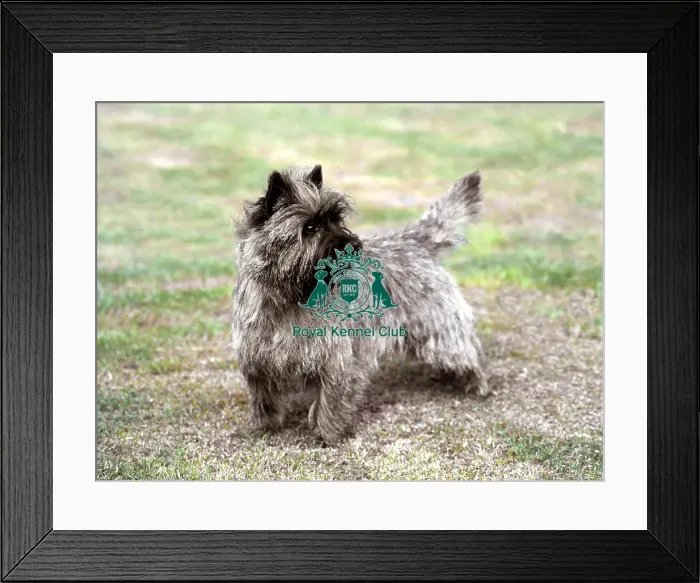 Framed Print : Cairn Terrier Framed Print : Cairn Terrier