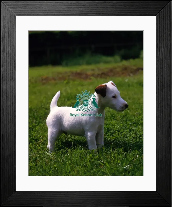 Framed Print : Fox Terrier Puppy Framed Print : Fox Terrier Puppy