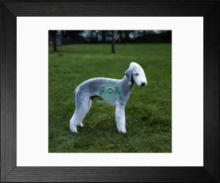 Framed Print : Bedlington Terrier Framed Print : Bedlington Terrier