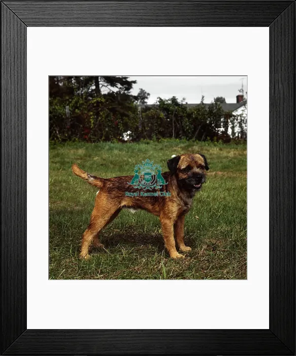 Framed Print : Border Terrier Framed Print : Border Terrier