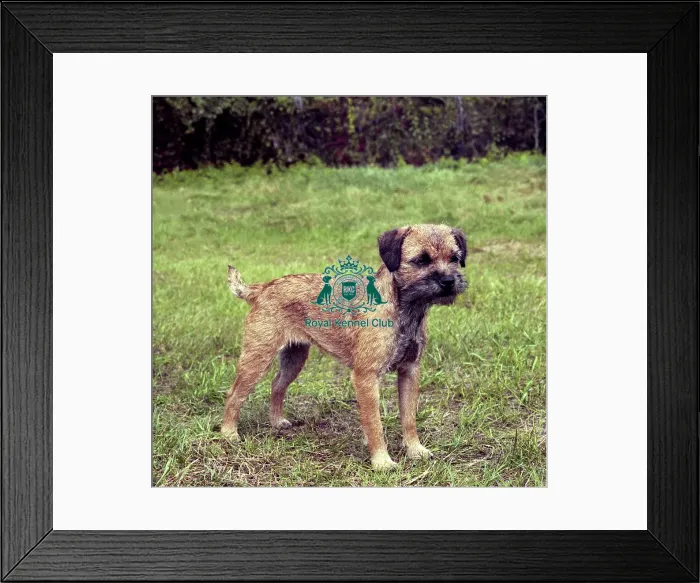 Framed Print : Border Terrier Framed Print : Border Terrier