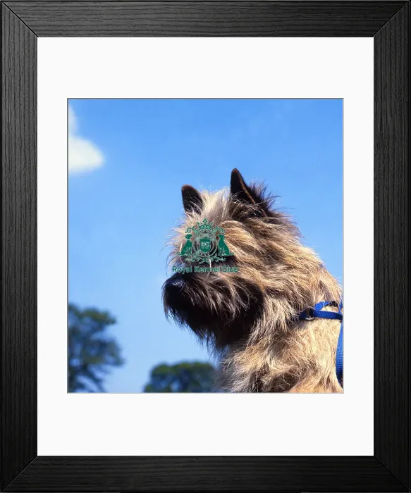 Framed Print : Cairn Terrier Framed Print : Cairn Terrier