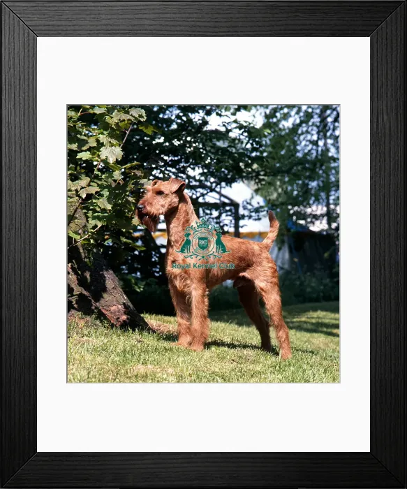 Framed Print : Irish Terrier Framed Print : Irish Terrier