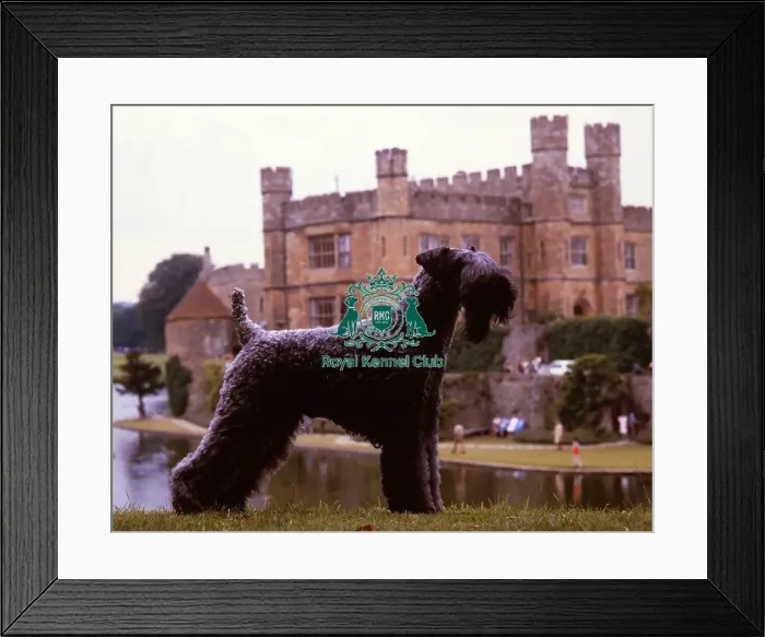 Framed Print : Kerry Blue Terrier Framed Print : Kerry Blue Terrier