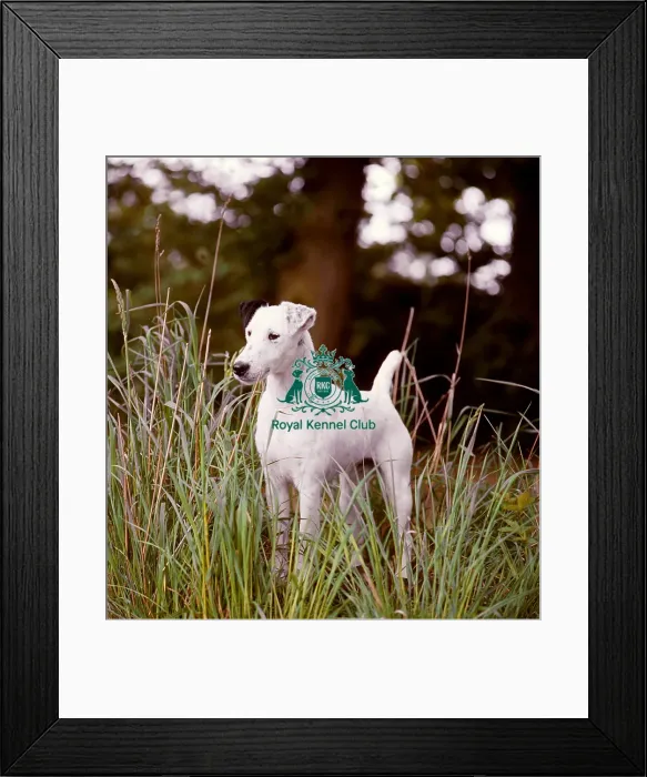 Framed Print : Fox Terrier (Smooth) Framed Print : Fox Terrier (Smooth)