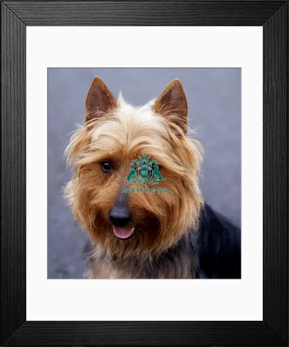 Framed Print : Australian Terrier Framed Print : Australian Terrier