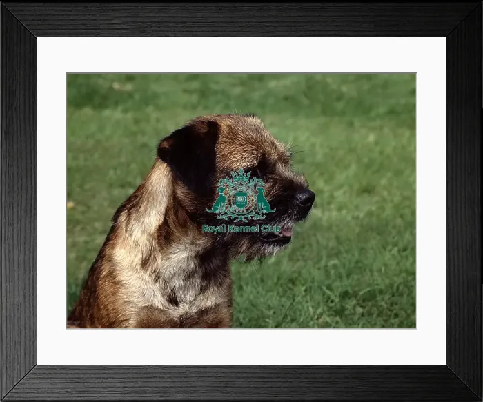 Framed Print : Border Terrier Framed Print : Border Terrier