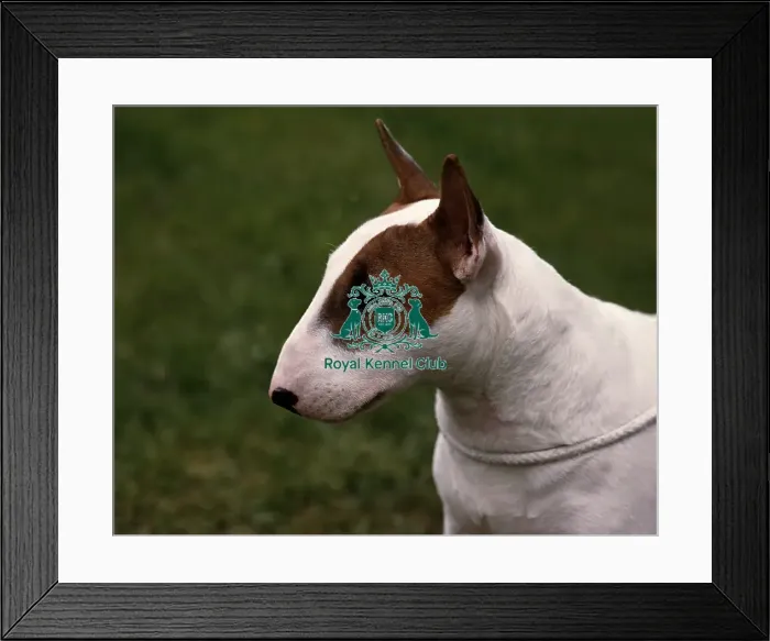 Framed Print : Bull Terrier Framed Print : Bull Terrier