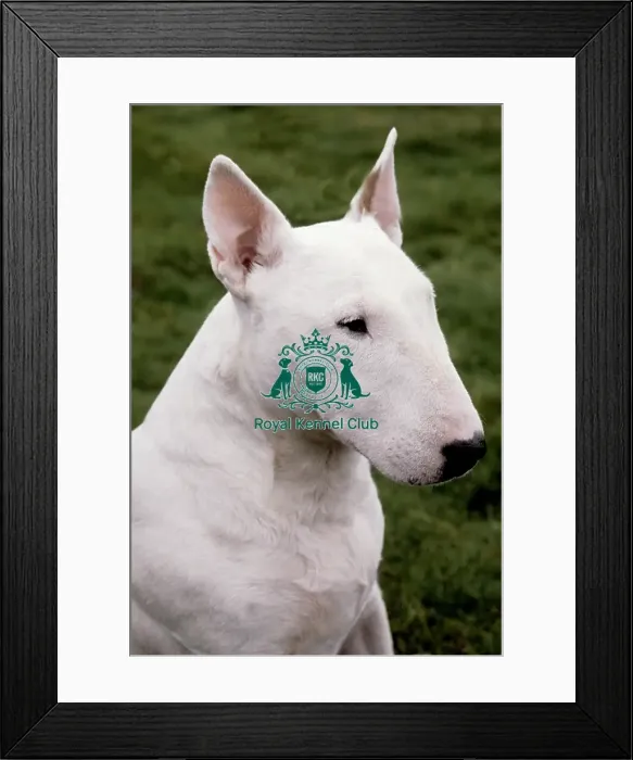 Framed Print : Bull Terrier Framed Print : Bull Terrier