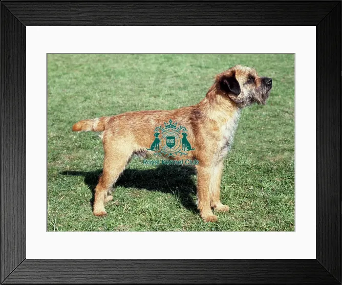 Framed Print : Border Terrier Framed Print : Border Terrier