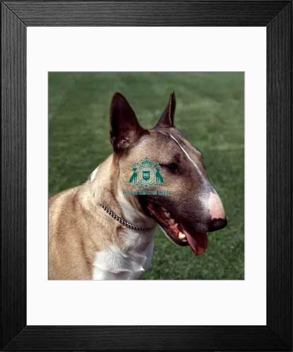 Framed Print : Bull Terrier Framed Print : Bull Terrier