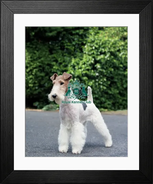 Framed Print : Fox Terrier (Wire)