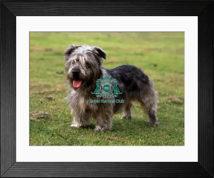Framed Print : Glen Of Imaal Terrier Framed Print : Glen Of Imaal Terrier