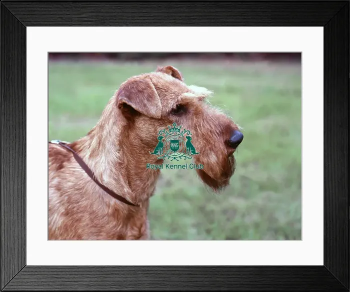 Framed Print : Irish Terrier Framed Print : Irish Terrier