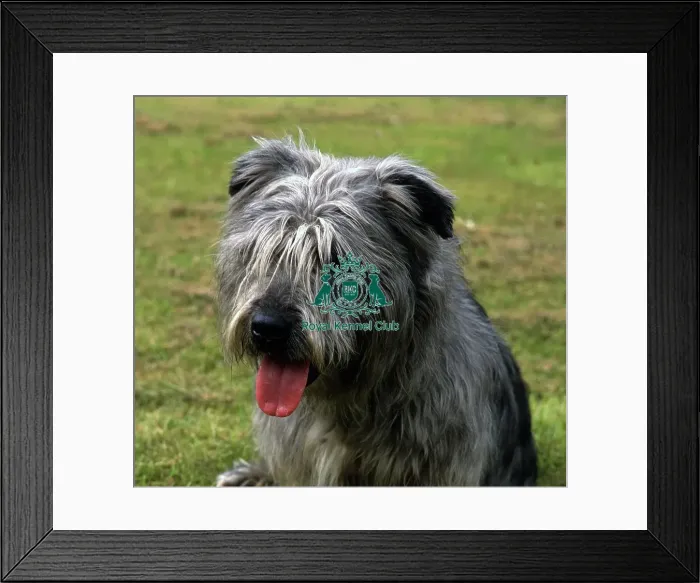 Framed Print : Glen Of Imaal Terrier Framed Print : Glen Of Imaal Terrier