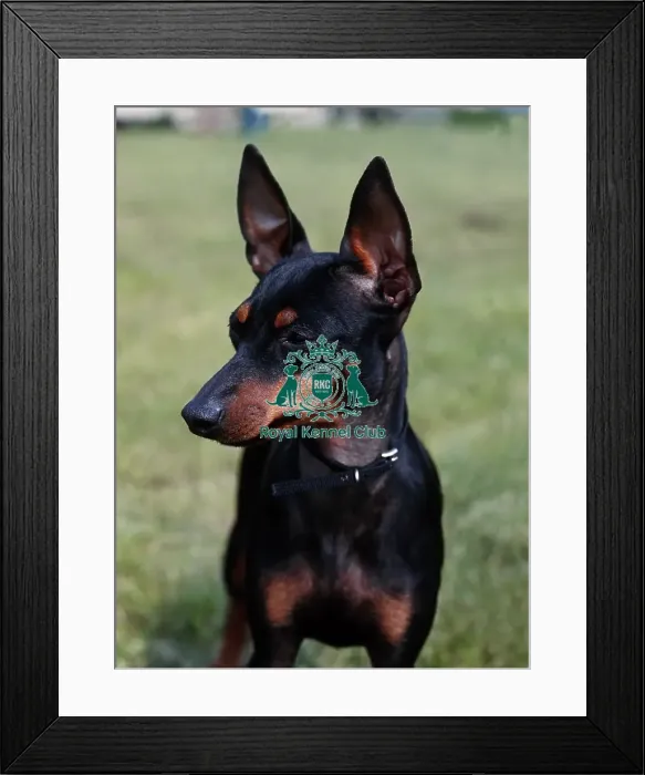 Framed Print : Manchester Terrier Framed Print : Manchester Terrier